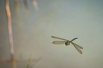 Flug / ***