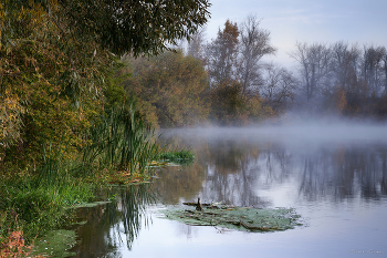 November / ***