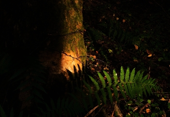 Abenddämmerung / ***