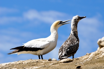 Morus bassanus / ***