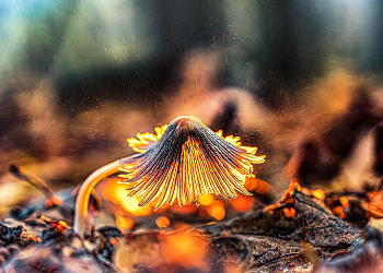 Hauptsache Hut / ***