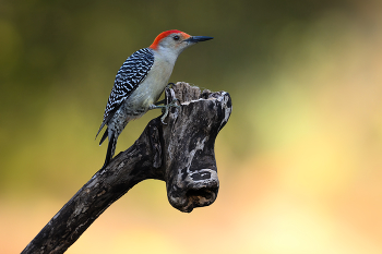 Red-bellied woodpecker / Red-bellied woodpecker