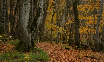 Sonnenaufgang über dem Fluss / ***