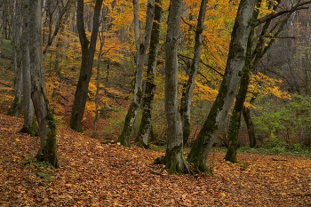 Sonnenaufgang über dem Fluss / ***