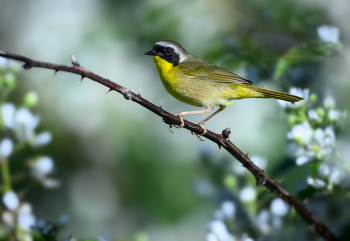 Common Yellowthroat (m) / Common Yellowthroat (m)