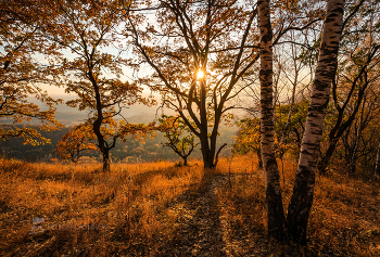 Herbst im Wald / ***