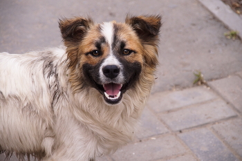 Des Menschen bester Freund / ***