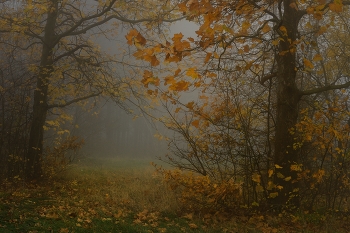 Nebliger Morgen / ***