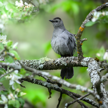 Gray catbird / Gray catbird