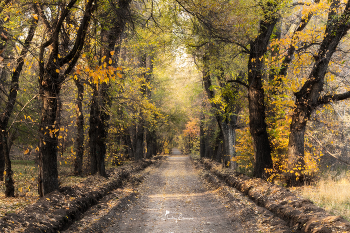 Herbst-Skizzen / ***