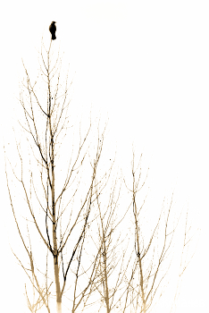 Einsamer Vogel / ***