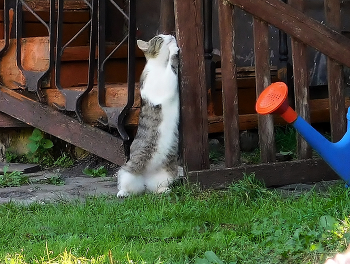 Der Morgen beginnt / ***