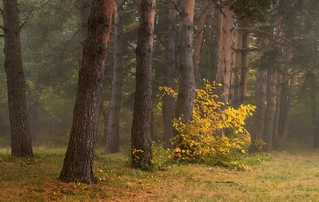 Nebliger Morgen / ***