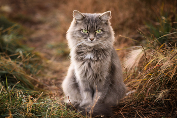 &quot;Bad girl&quot; / ***