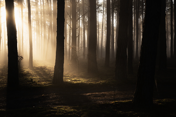 Im Morgenlicht / ***