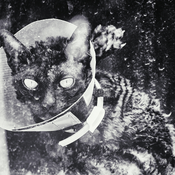 Diese Augen vor / ***