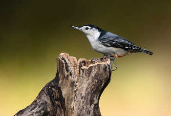 White-breasted nuthatch / White-breasted nuthatch