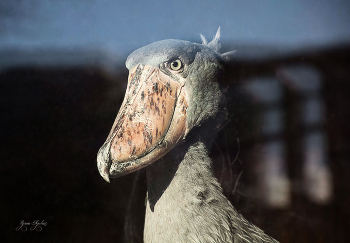Shoebill / ***