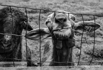 Zwei der Schatulle / ***