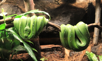 nach einer herzhaften Mahlzeit / ***
