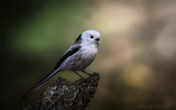 Schneewittchen / ***