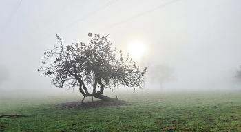 &nbsp; / Baum mit Krücken