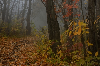 Nebliger Morgen / ***