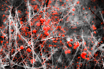 Winter Fantasy / ***