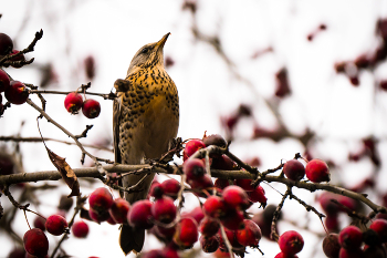 Thrush Wacholderdrossel / ***