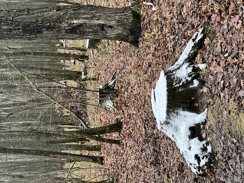 Die ersten Frost / ***