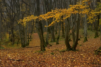 Morgen in den Wald / ***