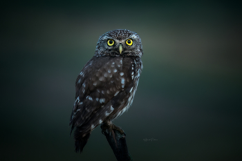 Warten auf Morgen / ***