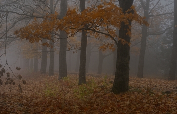 Nebliger Morgen / ***