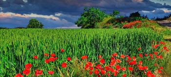 Els Omells de Na Gaià - Camp de blat i roselles - L'Urgell / Els Omells de Na Gaià - Camp de blat i roselles - L'Urgell