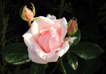 Autumn Zärtlichkeit / ***