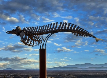 El Cotillo - esqueleto de un zifio cuvier - Fuerteventura / El Cotillo - esqueleto de un zifio cuvier - Fuerteventura