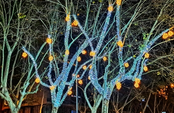 Reus - Nadal 2025 (arbres) - Baix Camp / Reus - Nadal 2025 (arbres) - Baix Camp