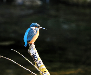 Warten auf Beute / Eisvogel auf seiner Sitzwarte