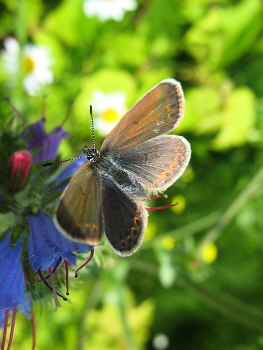 Newborn butterfly / ***