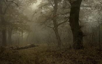 Nebliger Morgen / ***