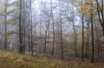 Herbstwald / ***