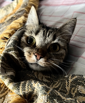 Nebel zerstreut / ***