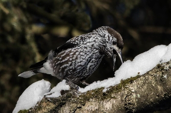 Bild ist nichts, Durst all! / ***