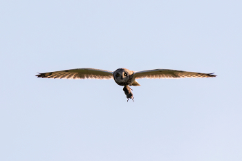 September Morgen / ***