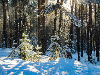 Enchanted Forest. / ***