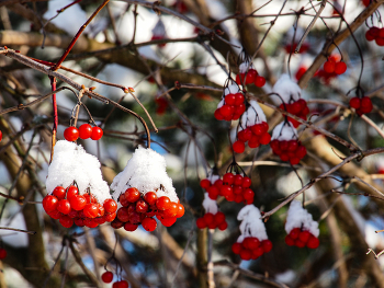 Kalina Krasnaja / ***