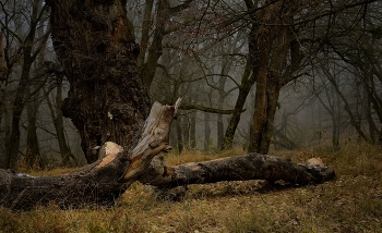 Nebliger Morgen / ***