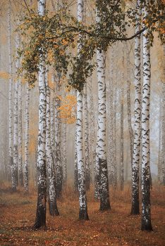 Nebliger Morgen / Nikon D750 70-300mm f/4.5 ISO400