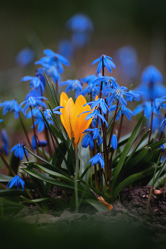 Frühling Kontrast / ***