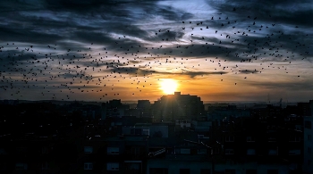 Reus - clareja el dia - Baix Camp / Reus - clareja el dia - Baix Camp